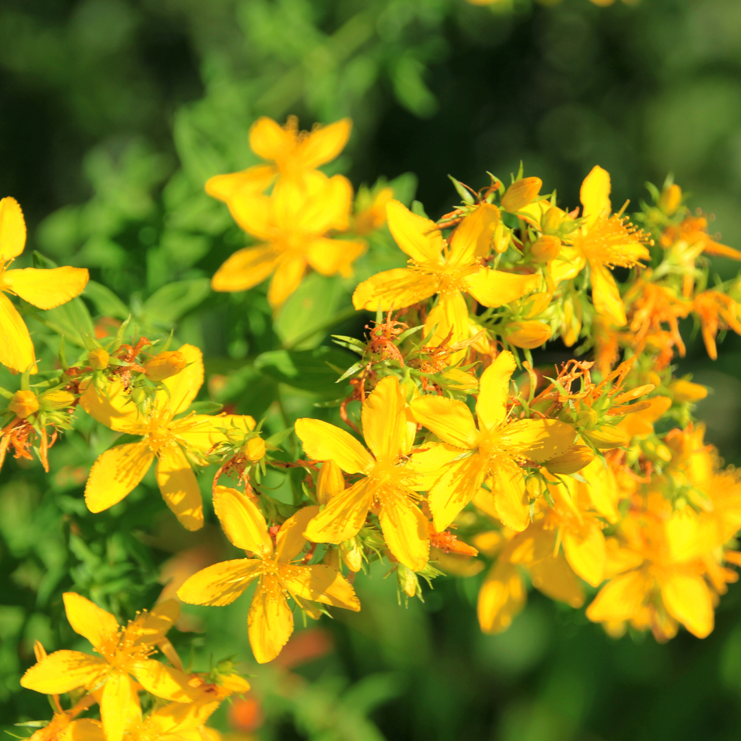 St. John's Wort - A Herbal Treatment Option