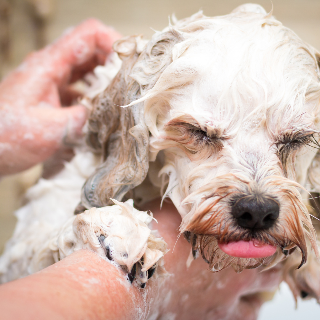 Important Things To Remember When Bathing Your Dog