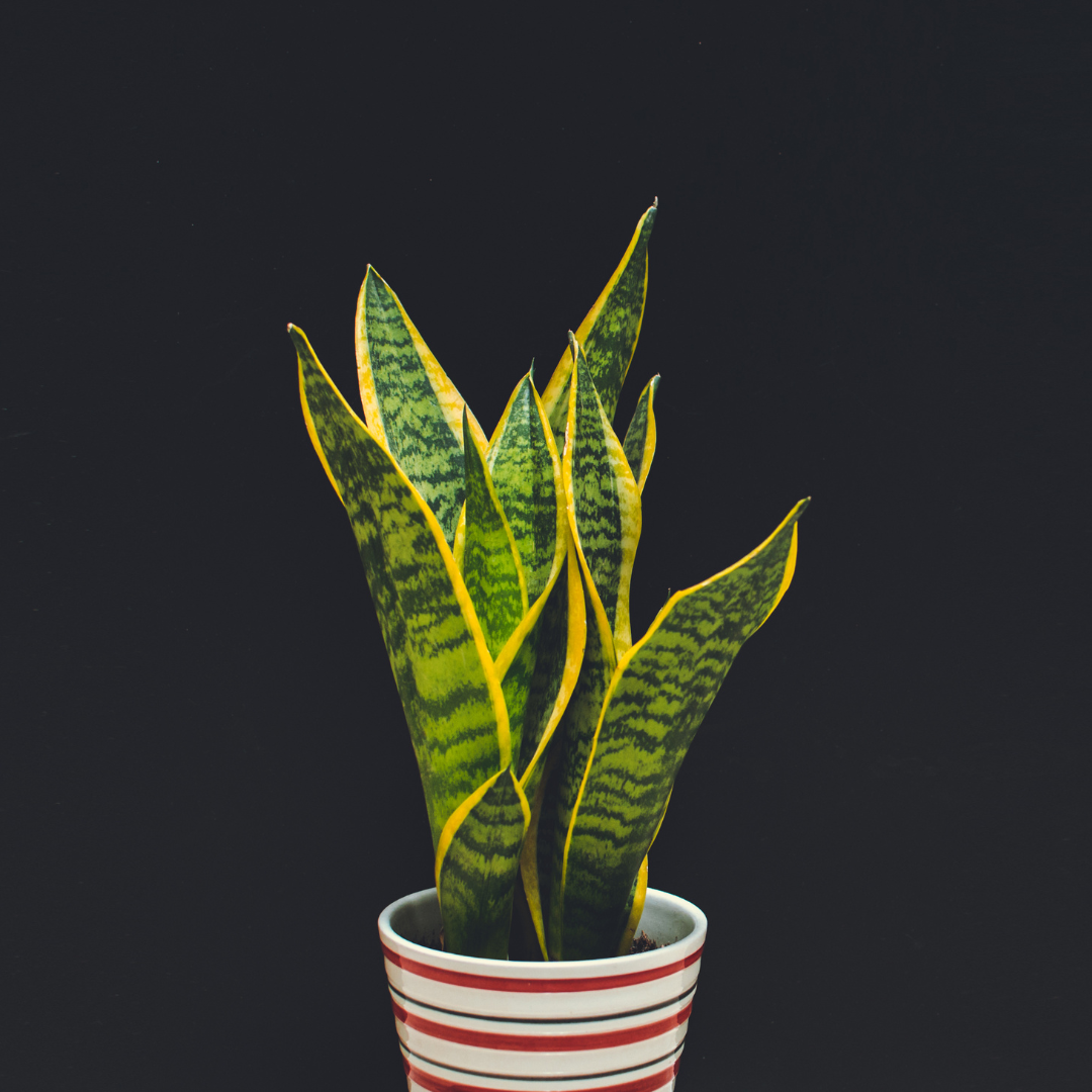 Snake Plant