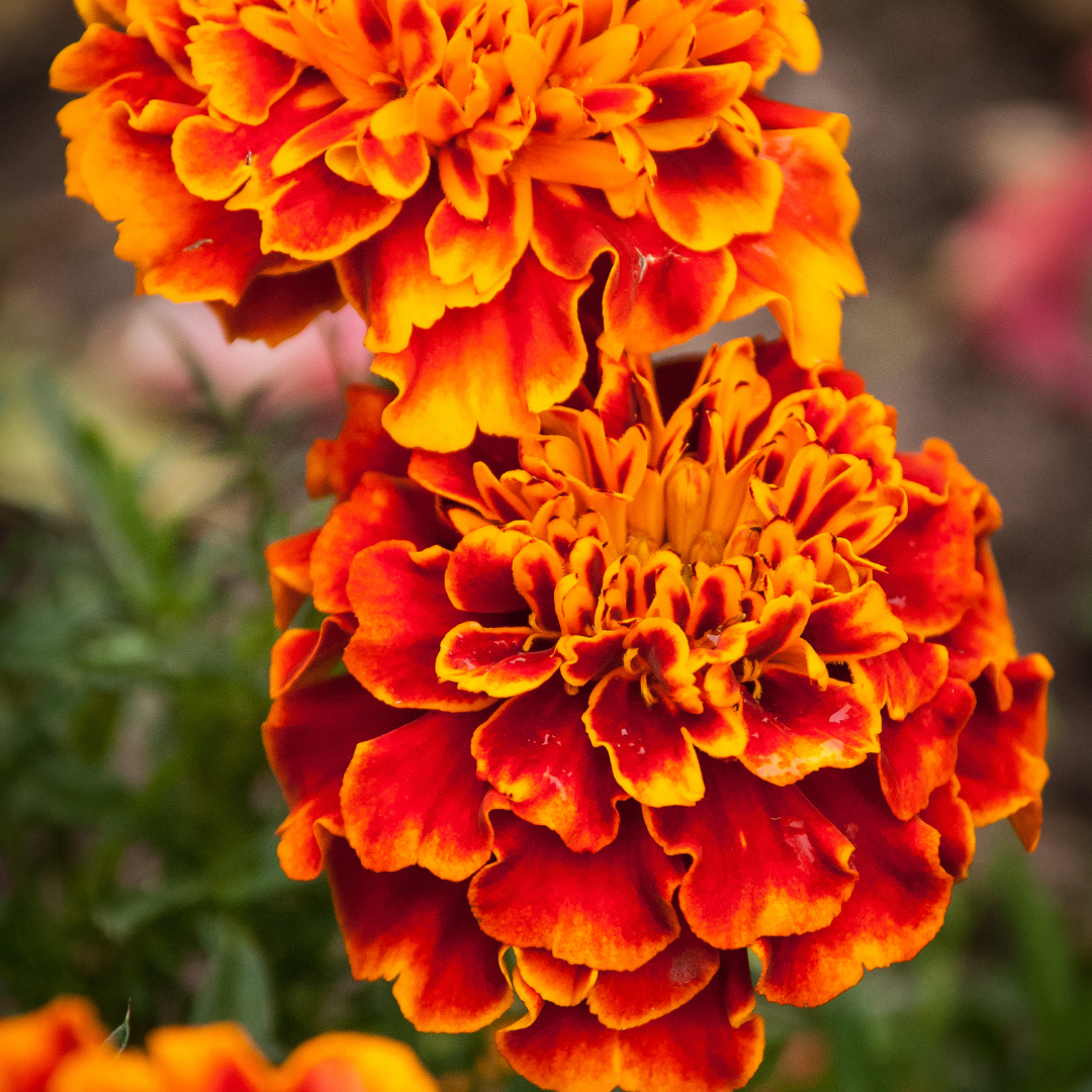 English Marigold