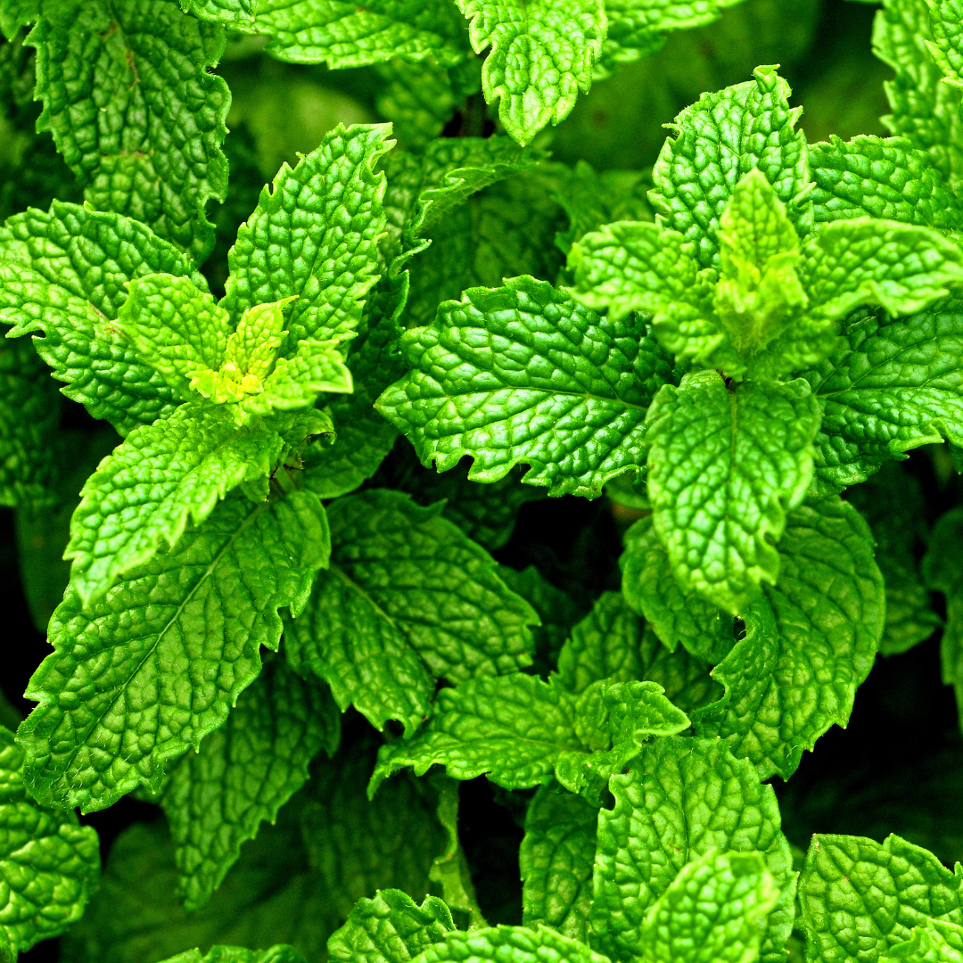 Use Spearmint Or Peppermint As A Flavouring