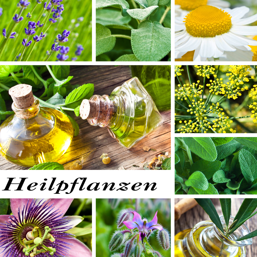 Conclusion To The 23 Best Healing Plants For Your Home