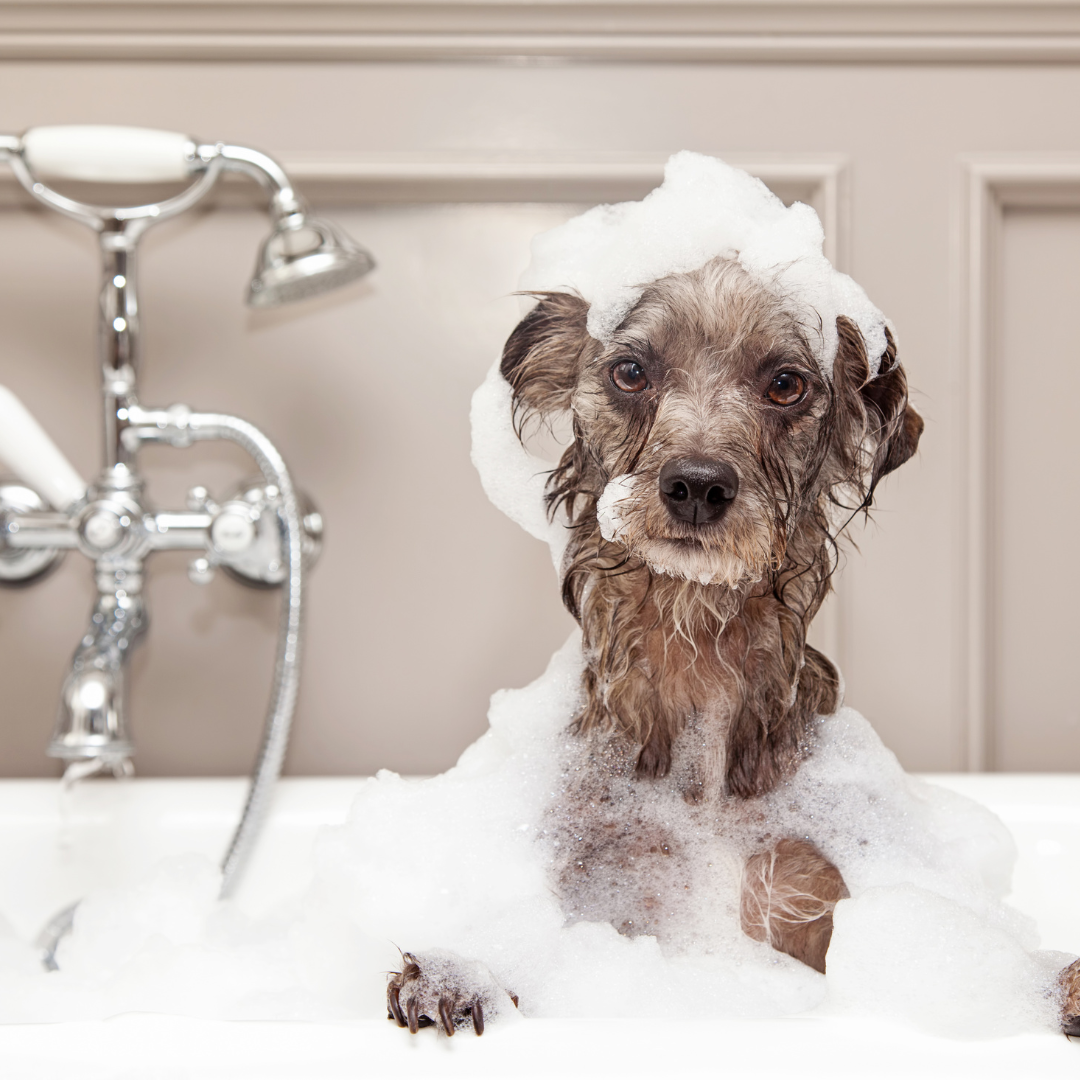 Why Should You Bathe Your Dog?