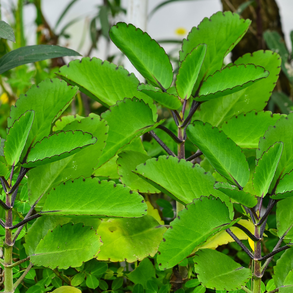 Bryophyllum, Panfuti