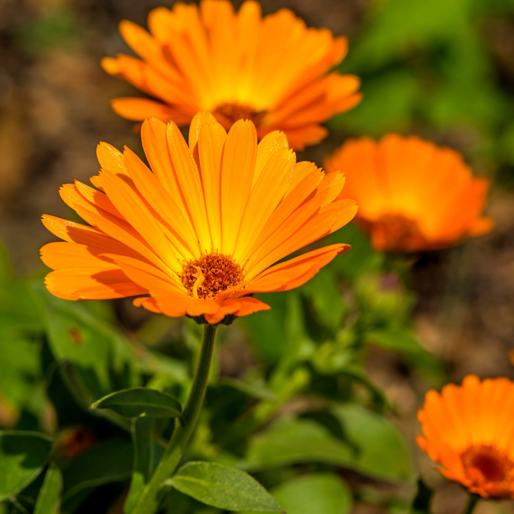 Calendula