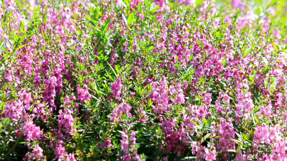 Easy Steps To Grow Angelonia In A Container