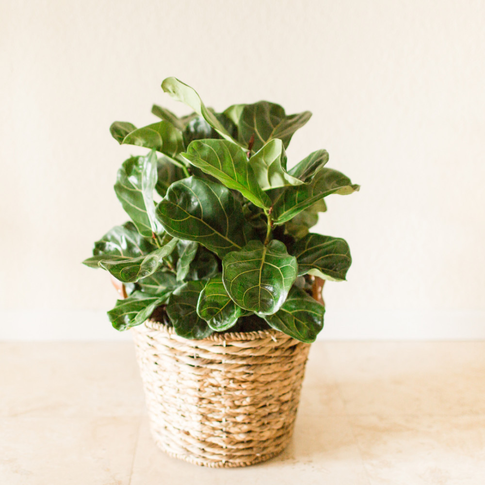 Fiddle Leaf Fig