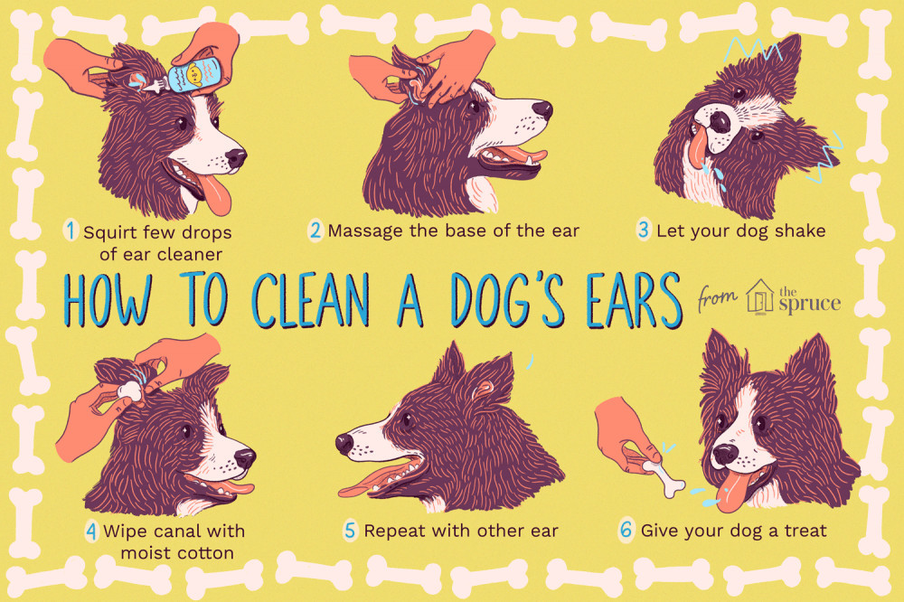 How To Clean A Dog