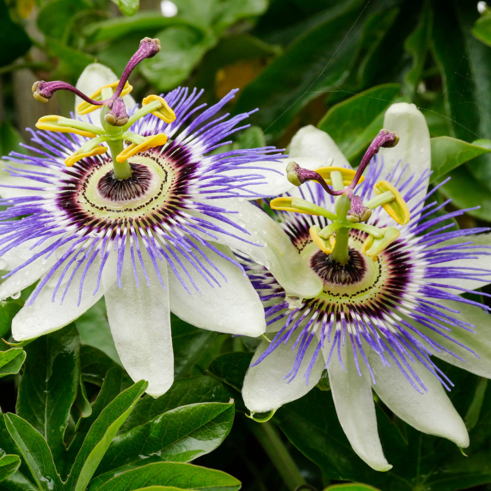 Passion Flower