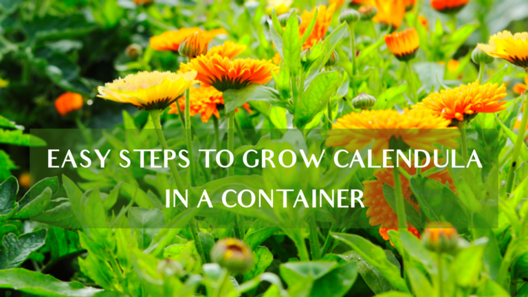 Easy Steps To Grow Calendula In A Container