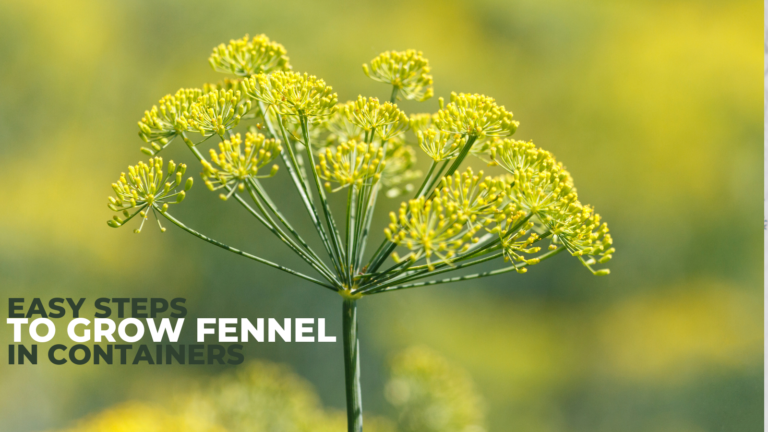 Easy Steps To Grow Fennel In Containers
