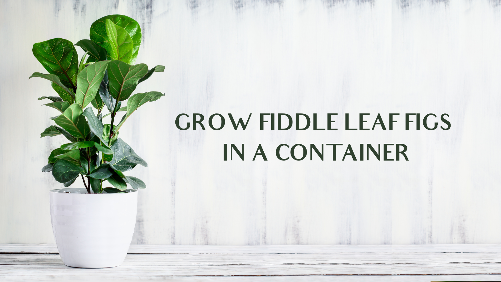 Easy Steps To Grow Fiddle Leaf Figs In A Container