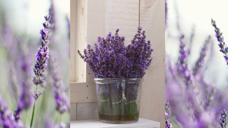 Easy Tips To Grow Lavender In A Container