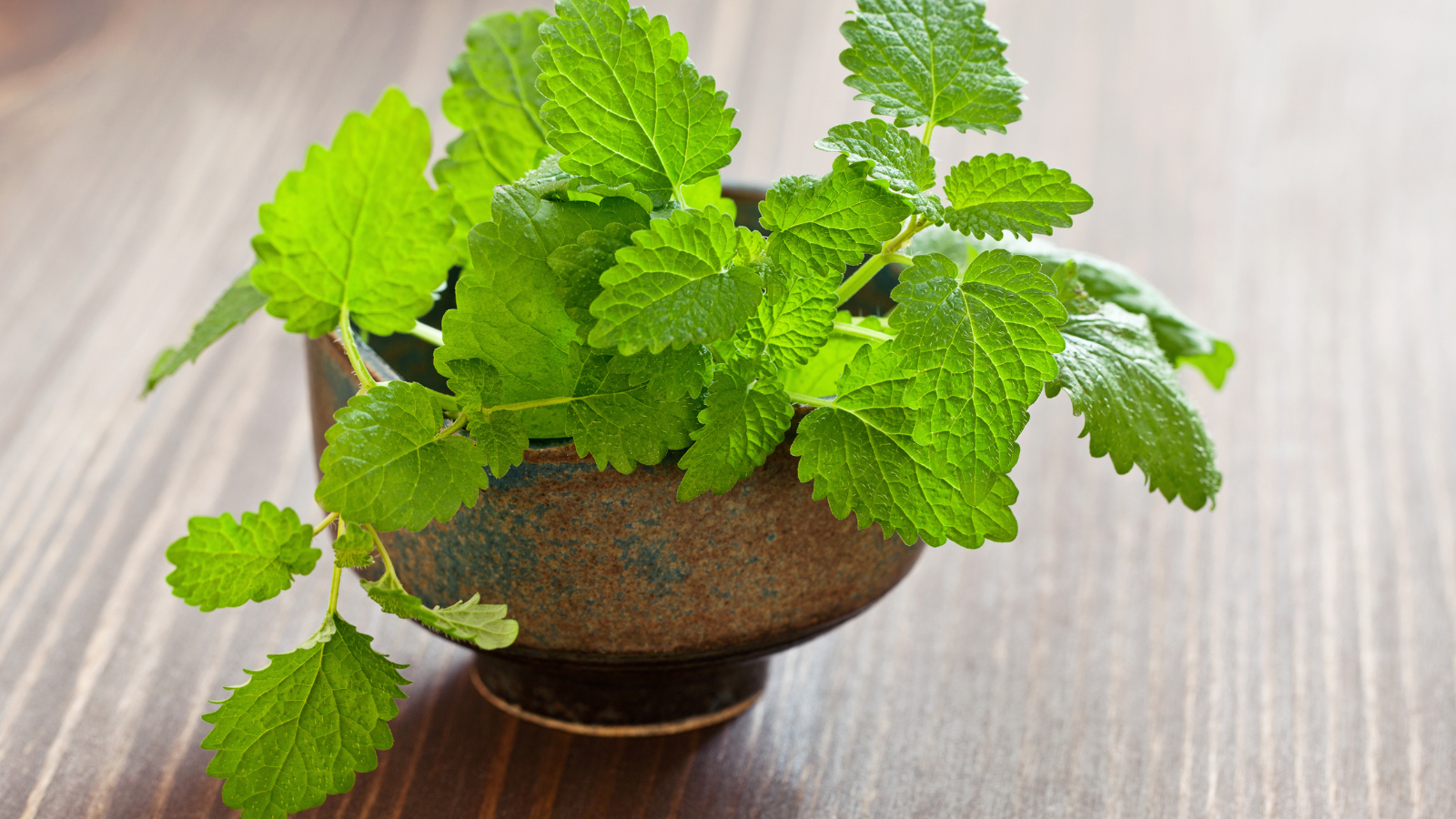 Major Tips Of Growing Lemon Balm In Containers