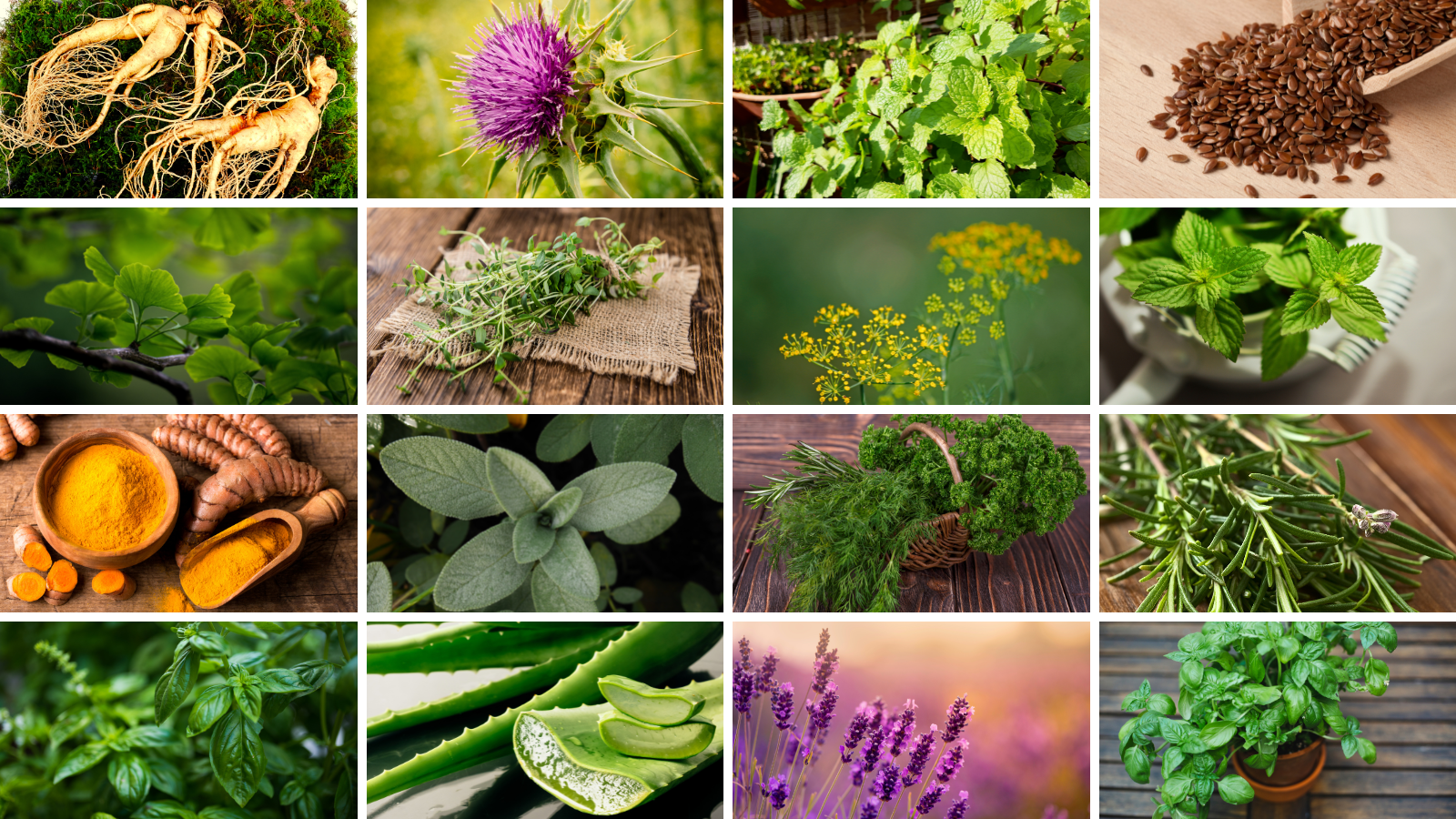 Most Essential List Of Healing Herb Plants