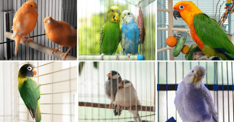 Tips To Choose The Best Bird Cage