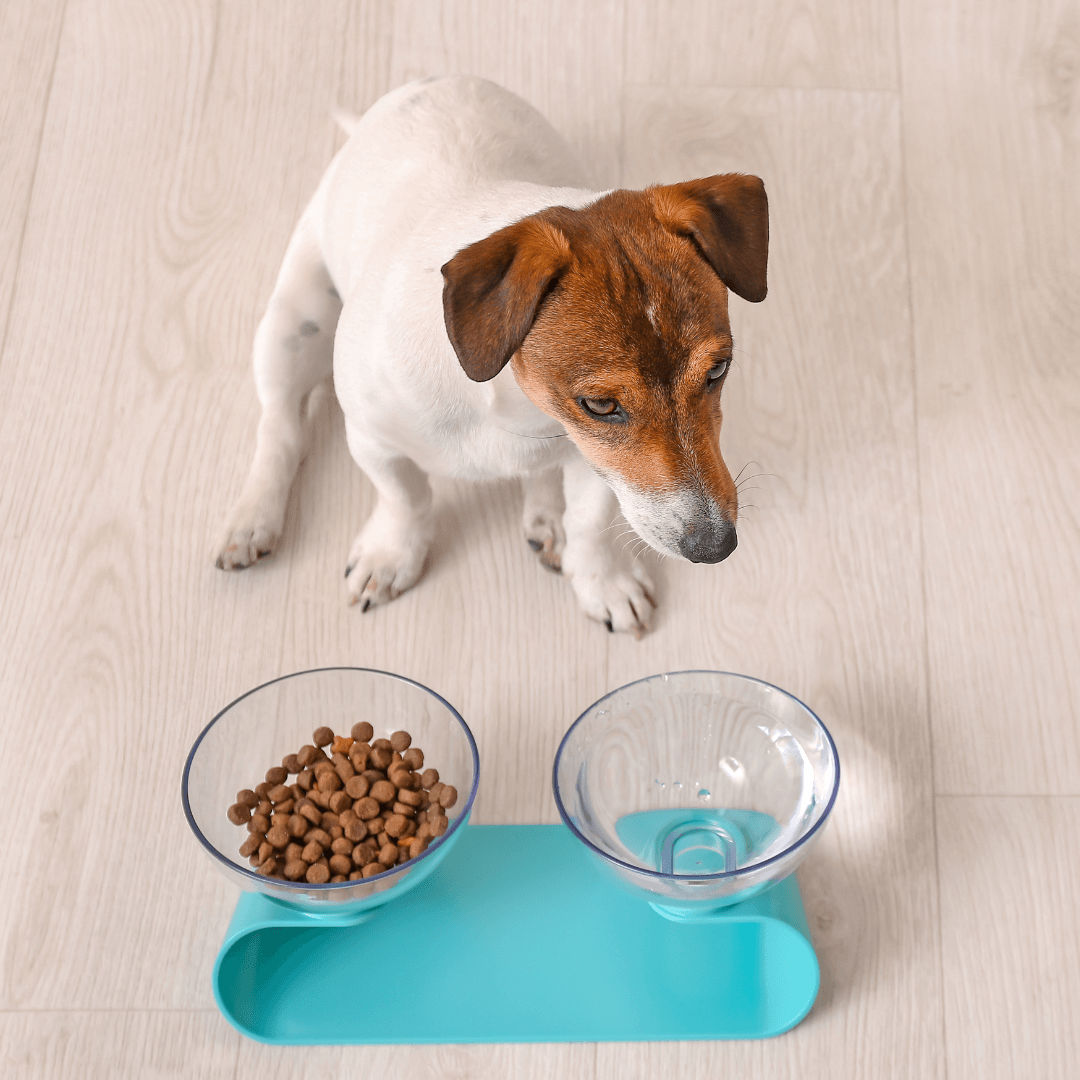Elevated Food And Water Bowls