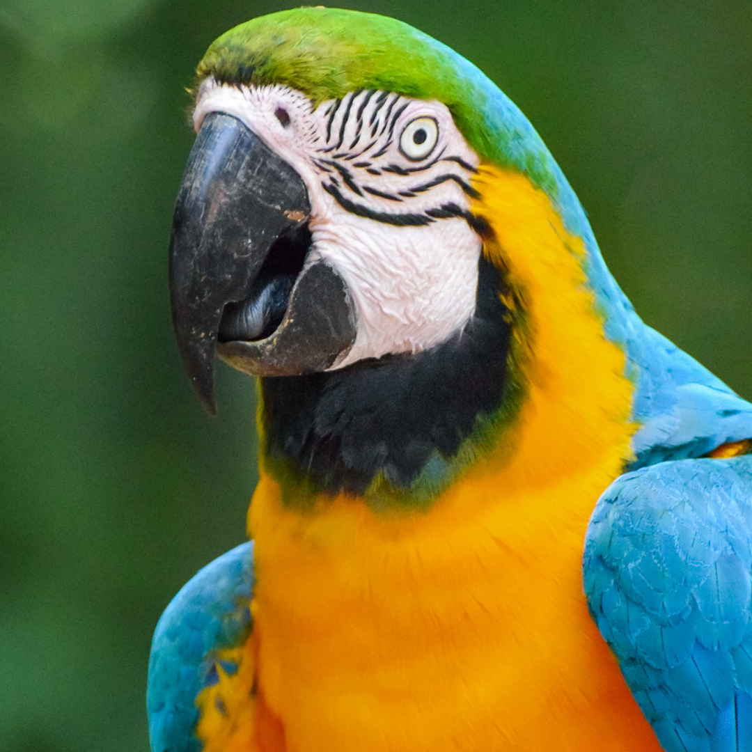 Gold Macaw