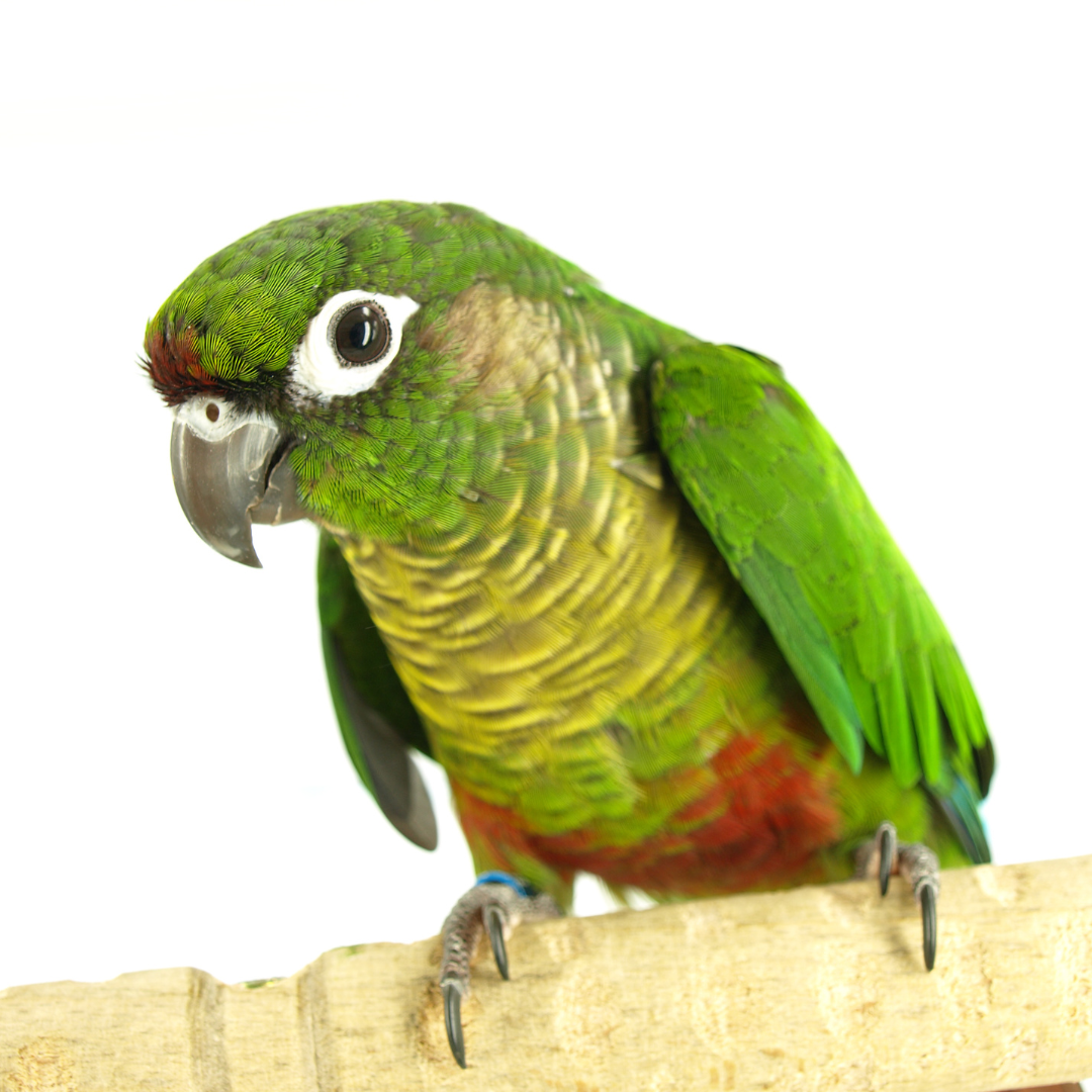 Green-Cheeked Conure