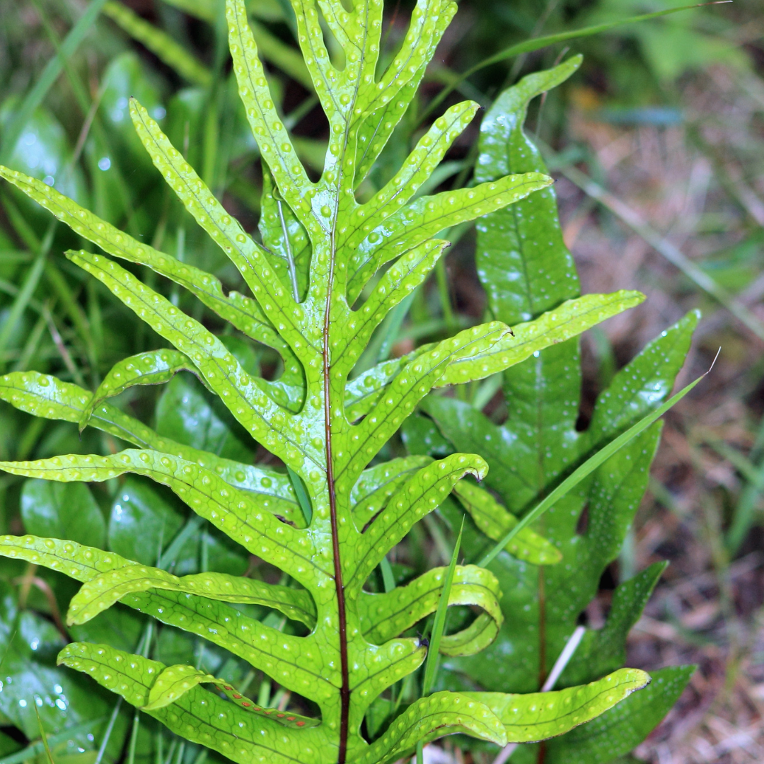 Kangaroo Fern