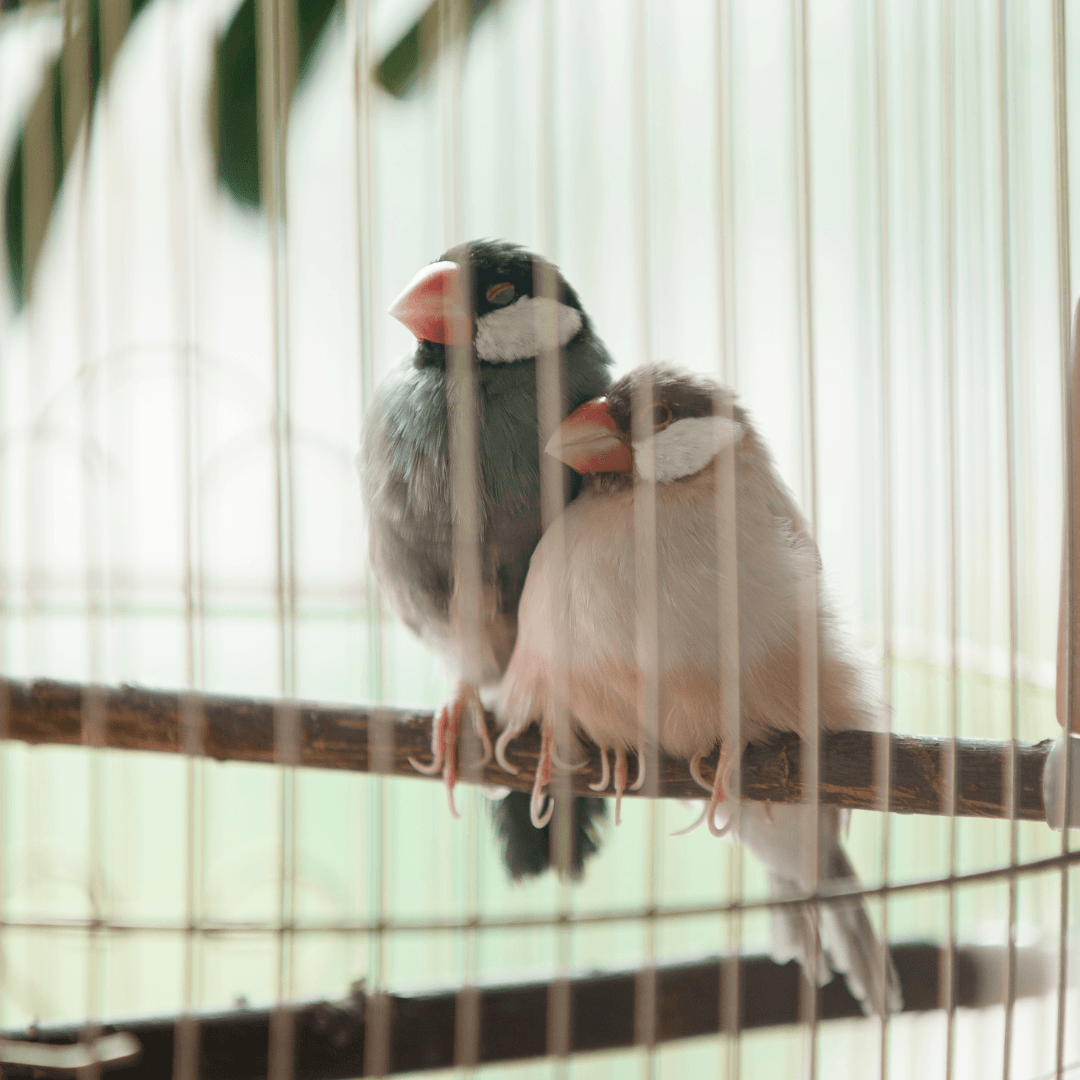 Match Cage To Bird's Behaviour