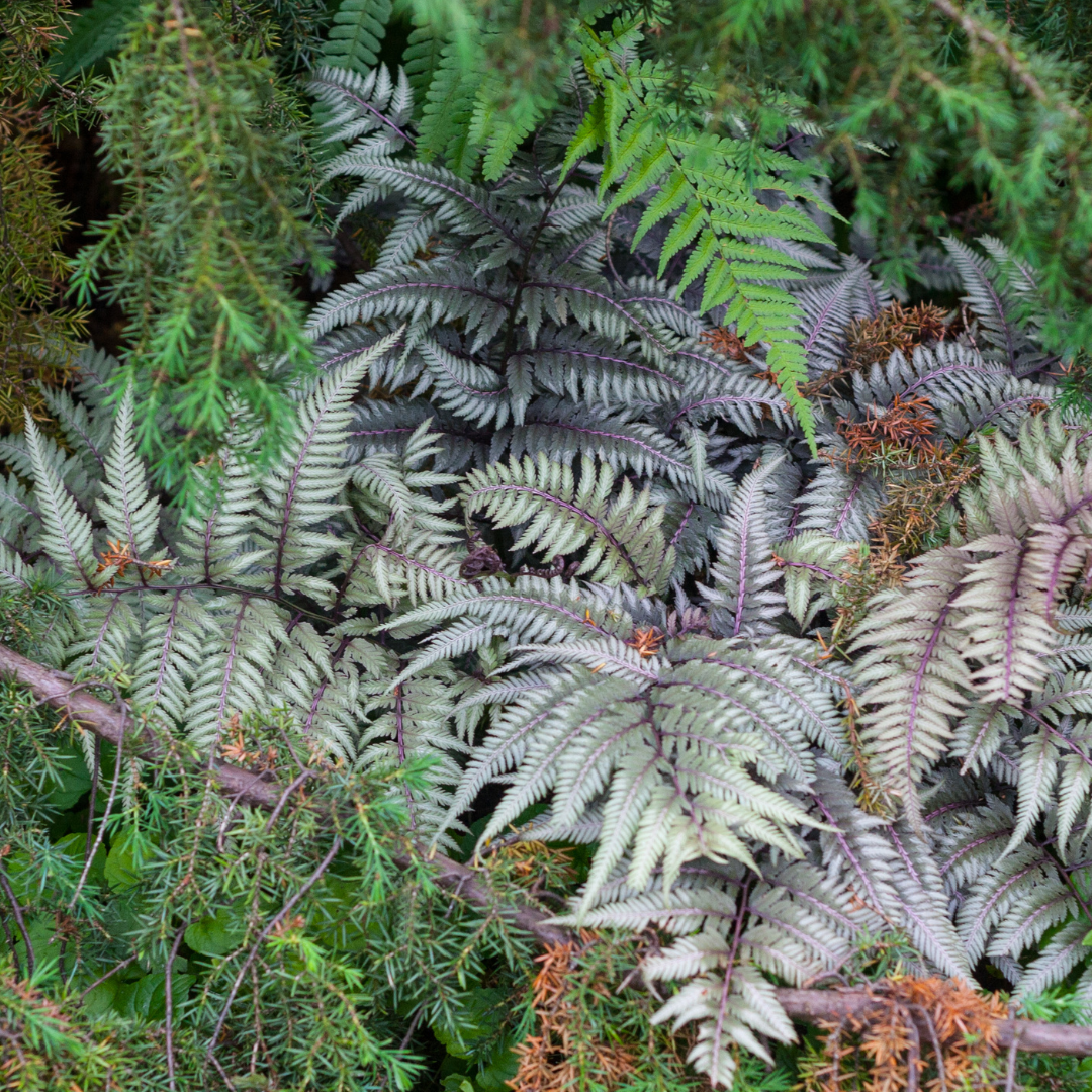 Japanese Painted Fern