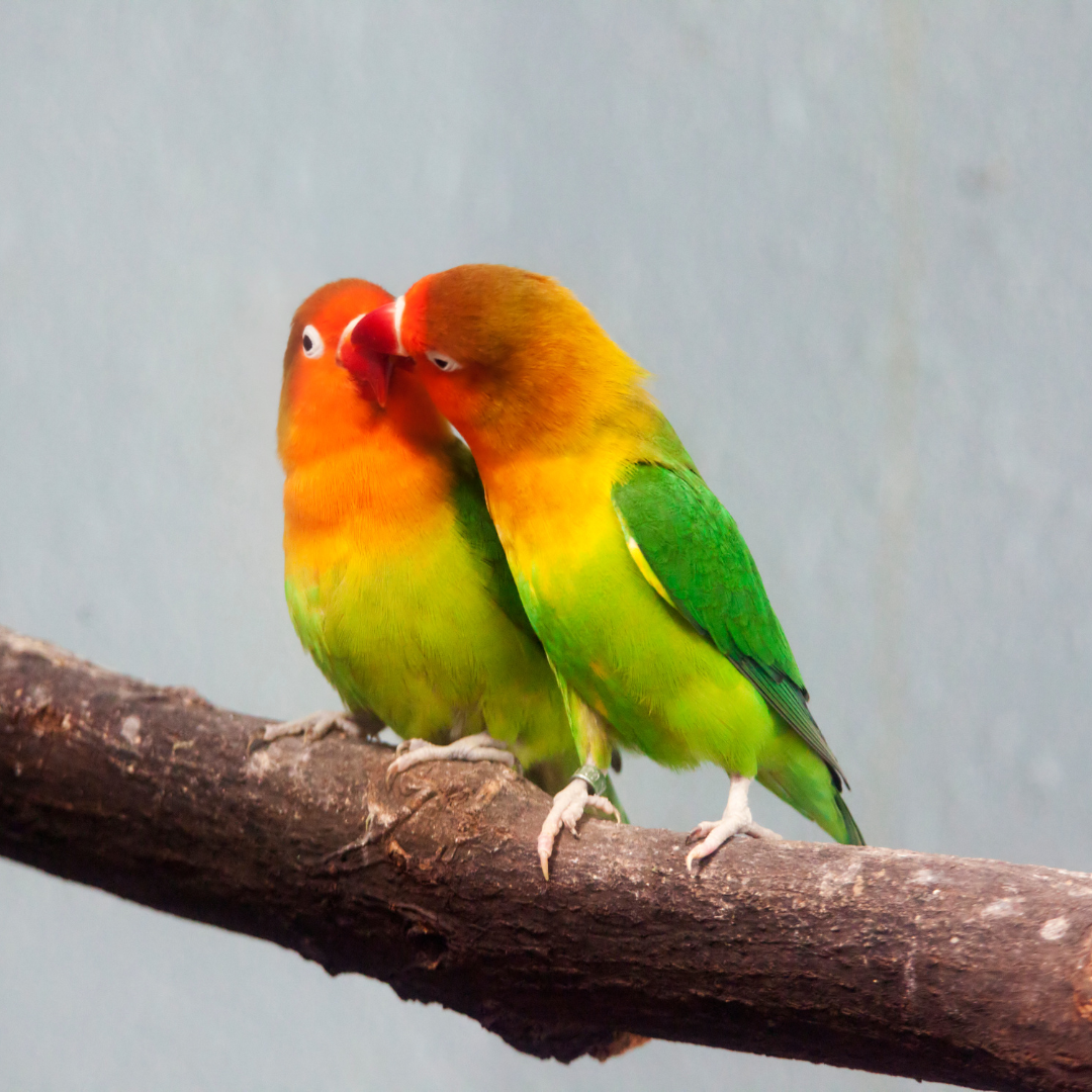 Lovebirds