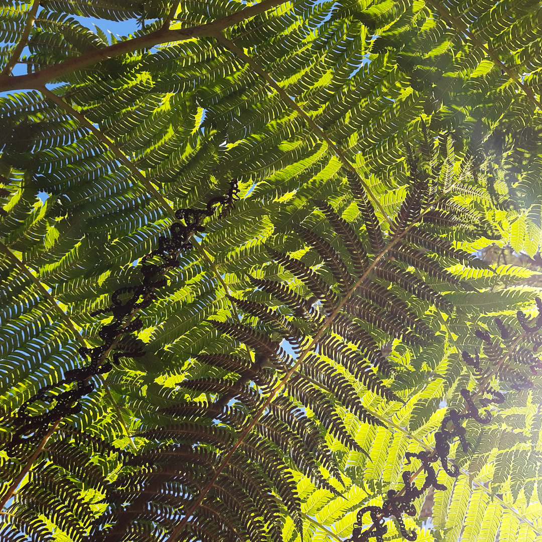 Australian Fern