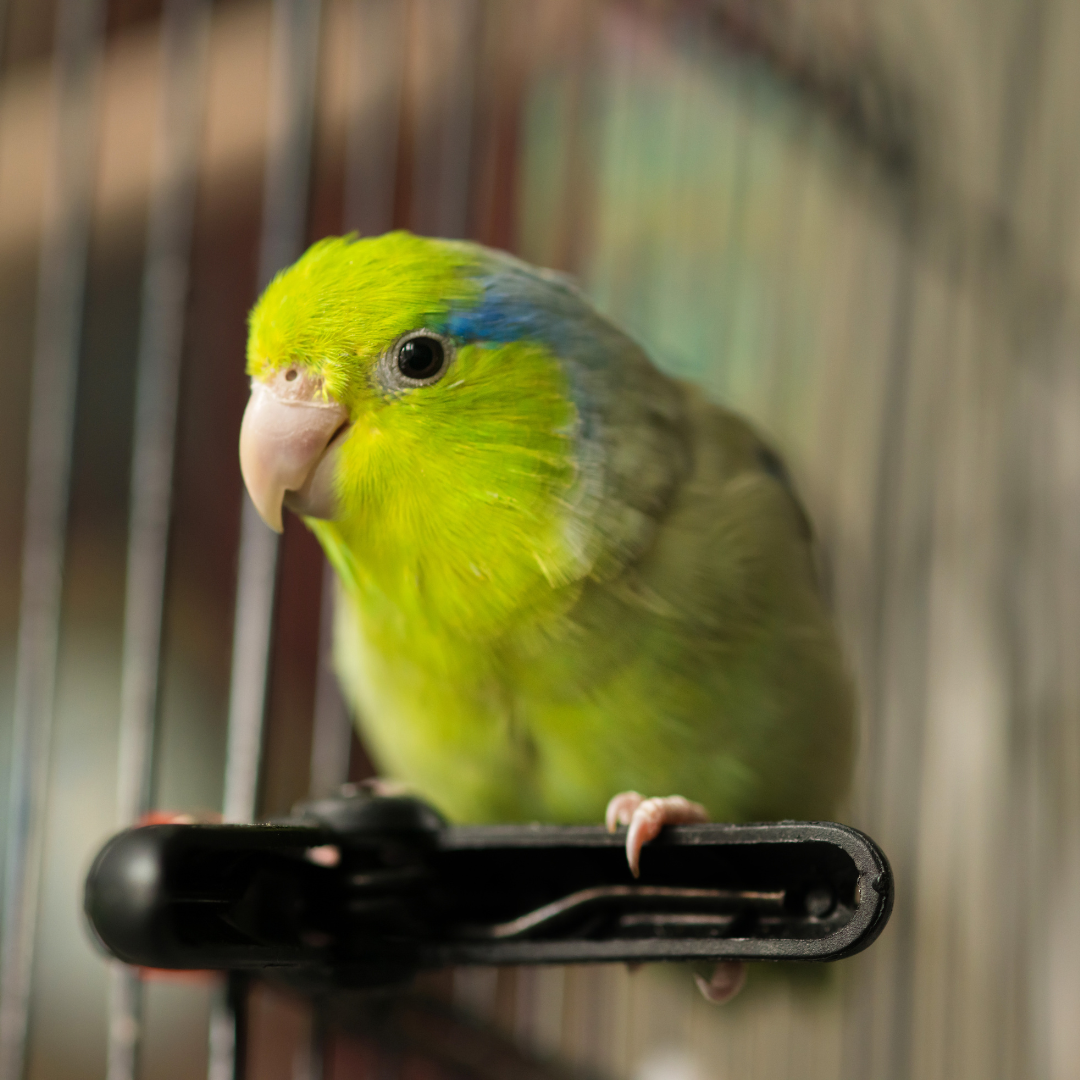 Parrotlets