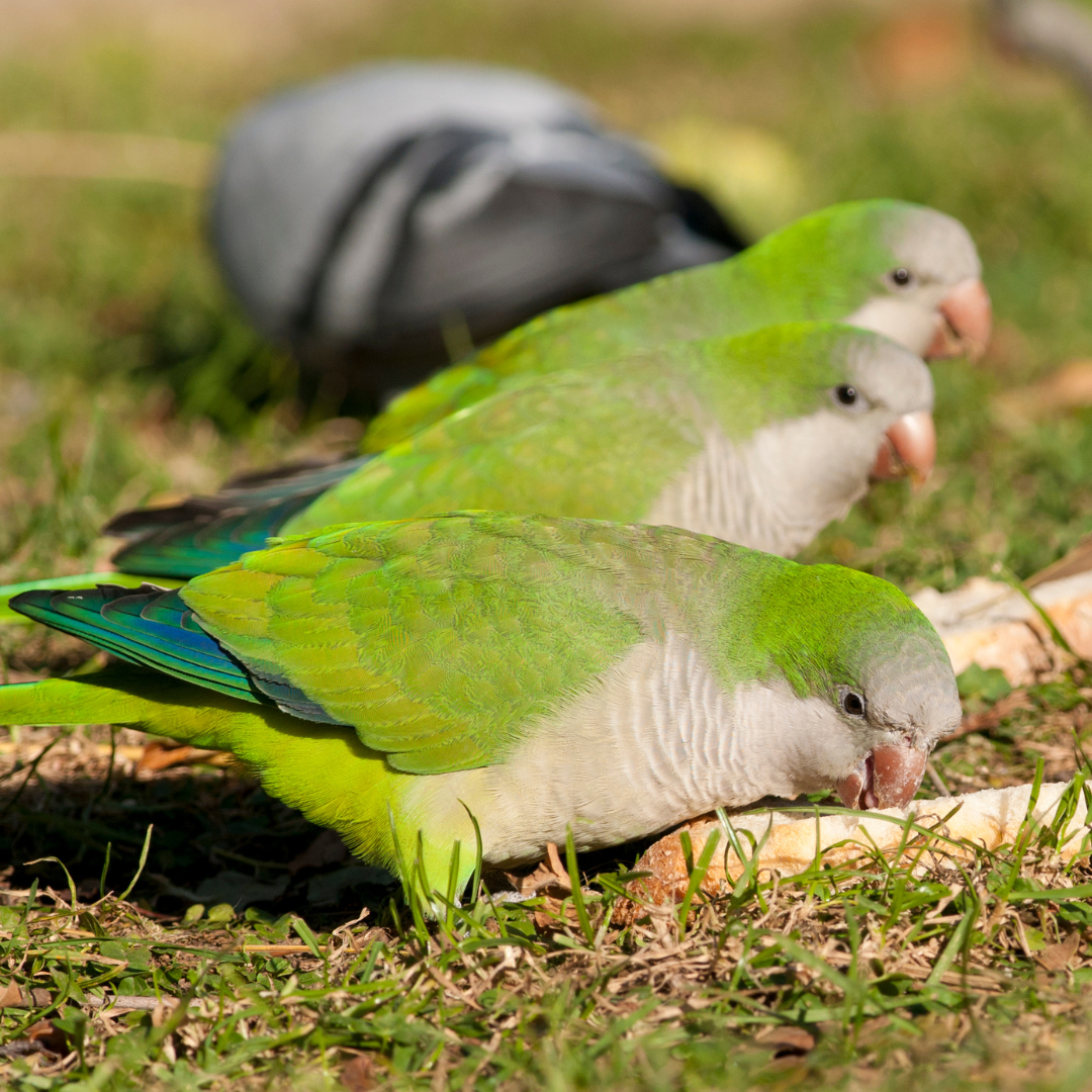 Quaker Parrot