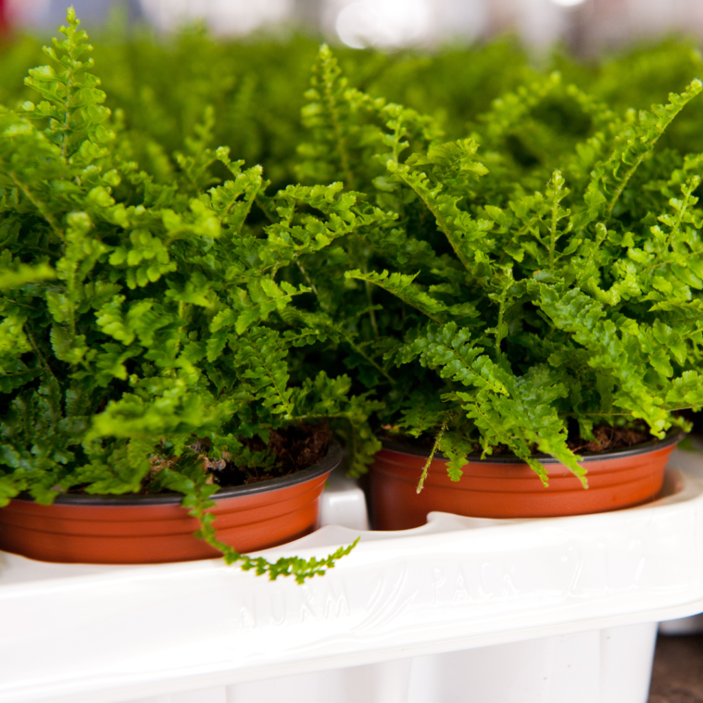 Easy Steps To Grow Ferns In A Container In 2024