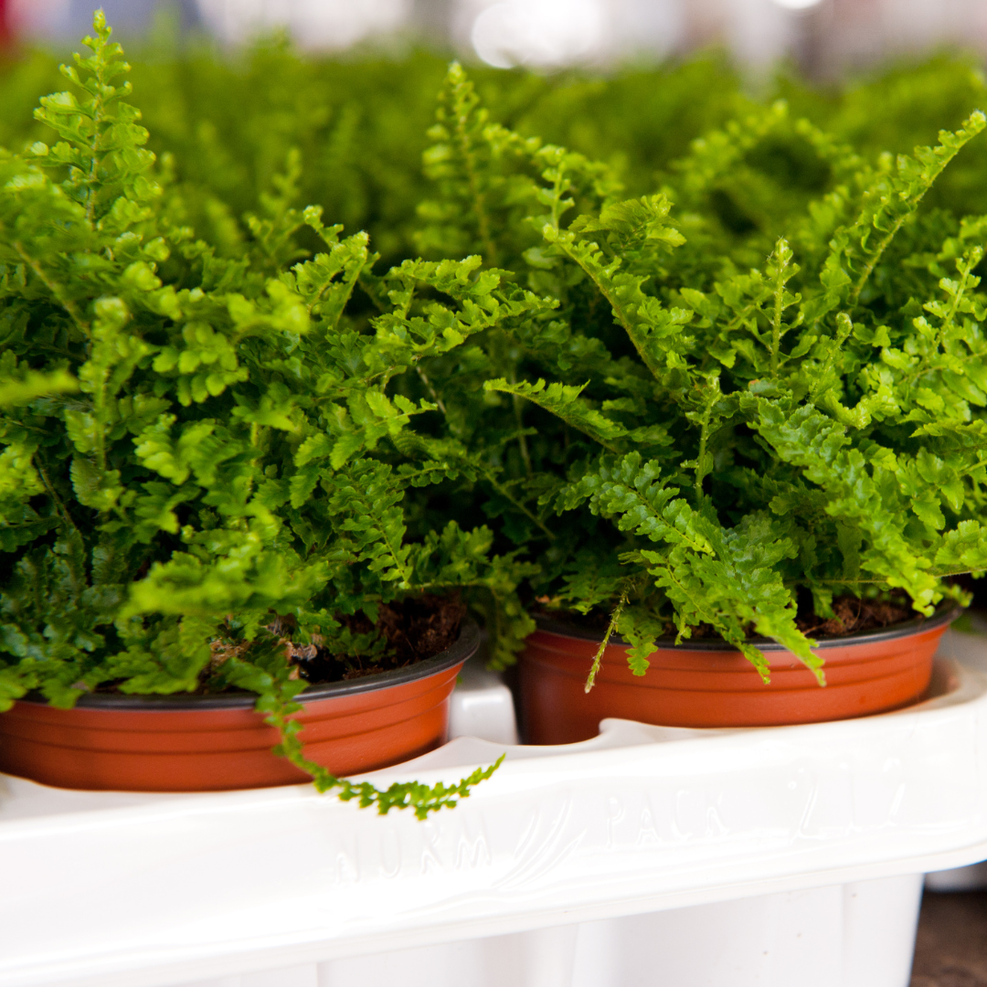 Choose Location To Grow Ferns In A Container