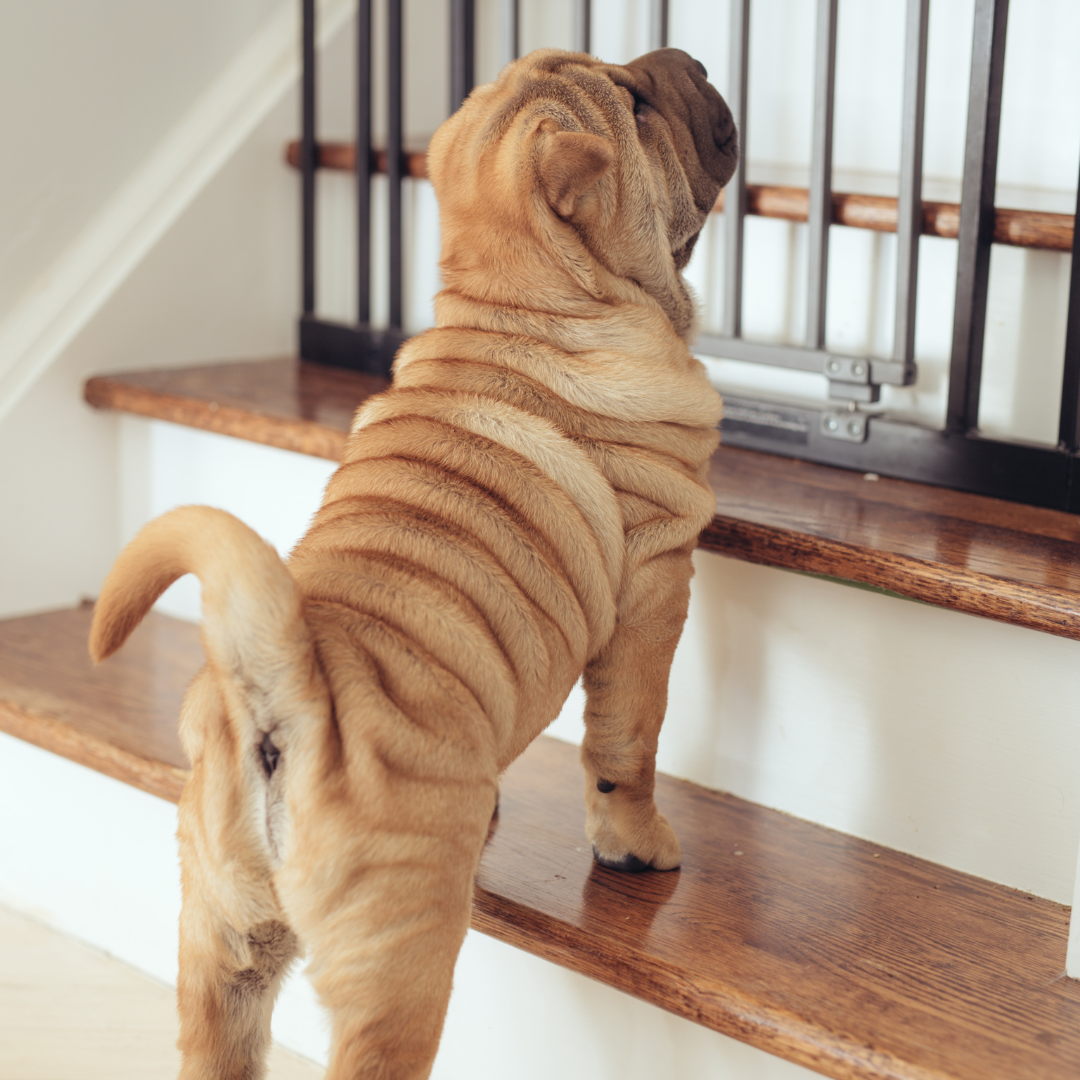 Conclusion To The Best Pet Gates For Your Home