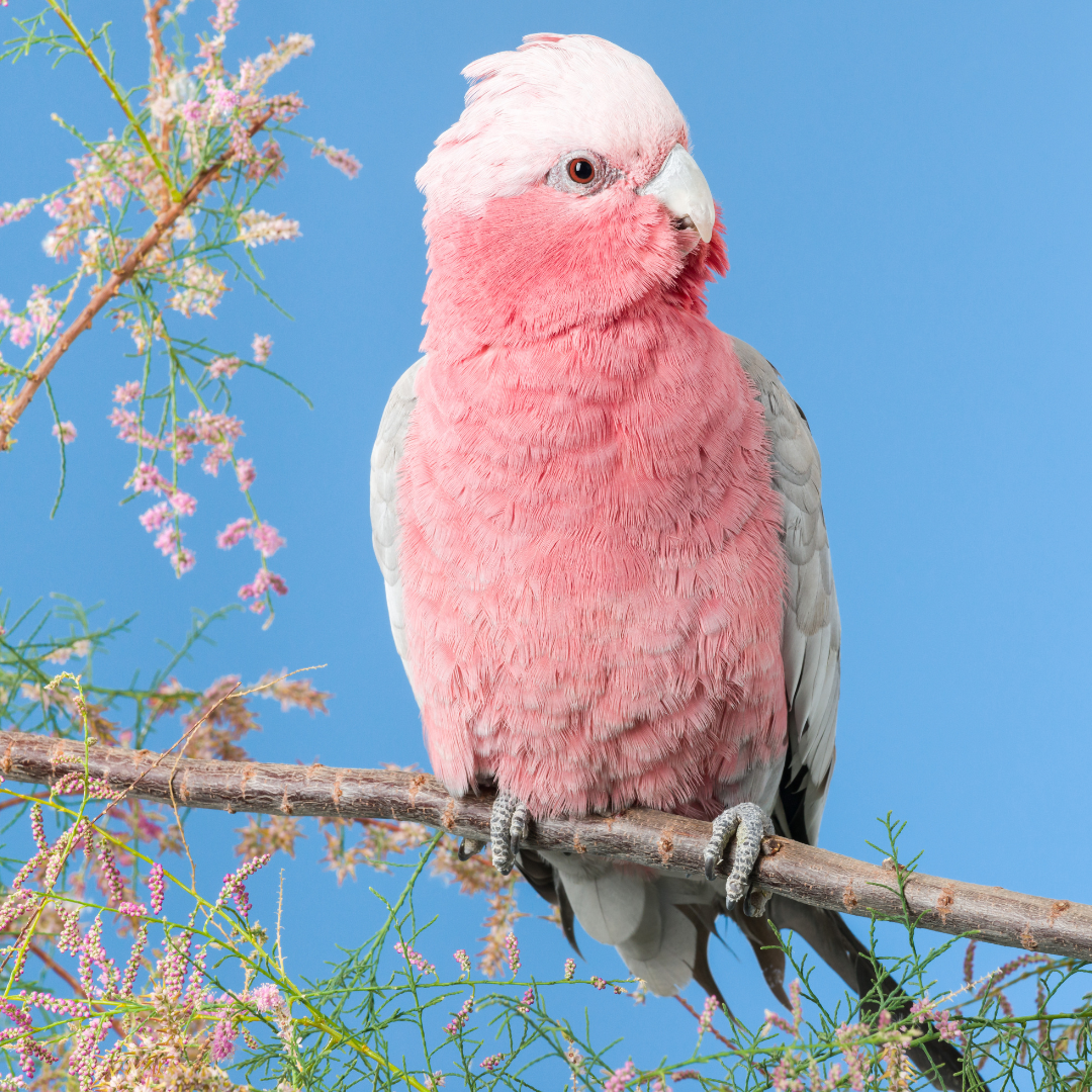 Rose-Breasted Cockatoo