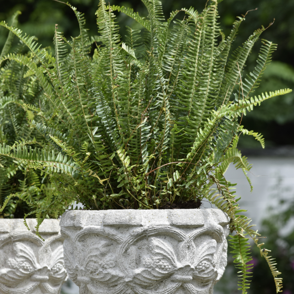 Easy Steps To Grow Ferns In A Container In 2024