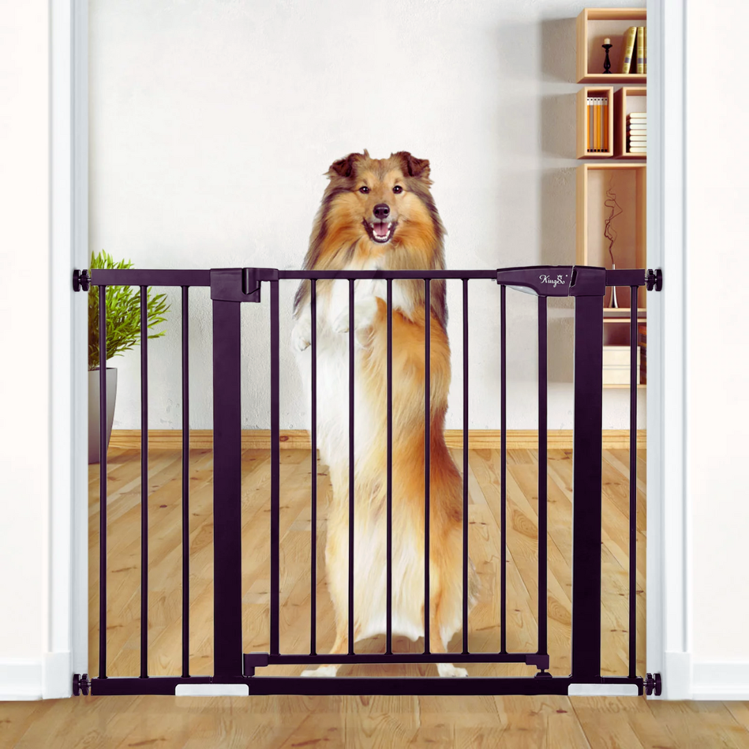 Why You Should Use Pet Gates At Home