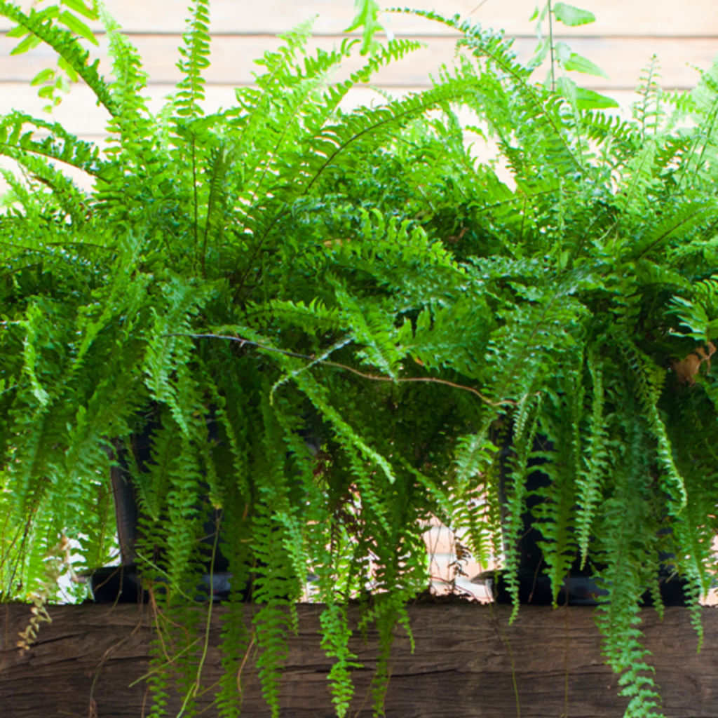 Easy Steps To Grow Ferns In A Container In 2024