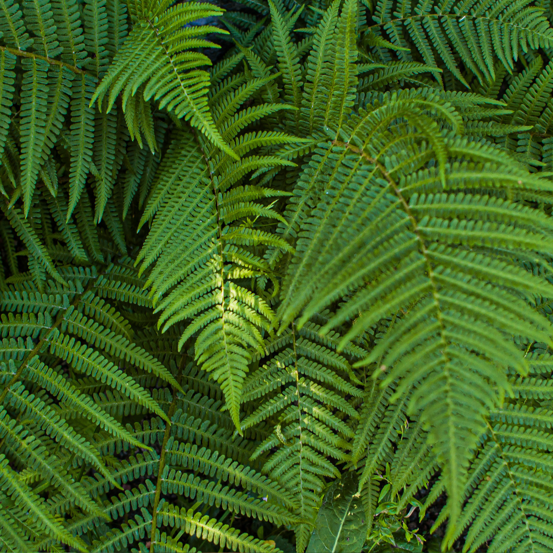 Boston Ferns