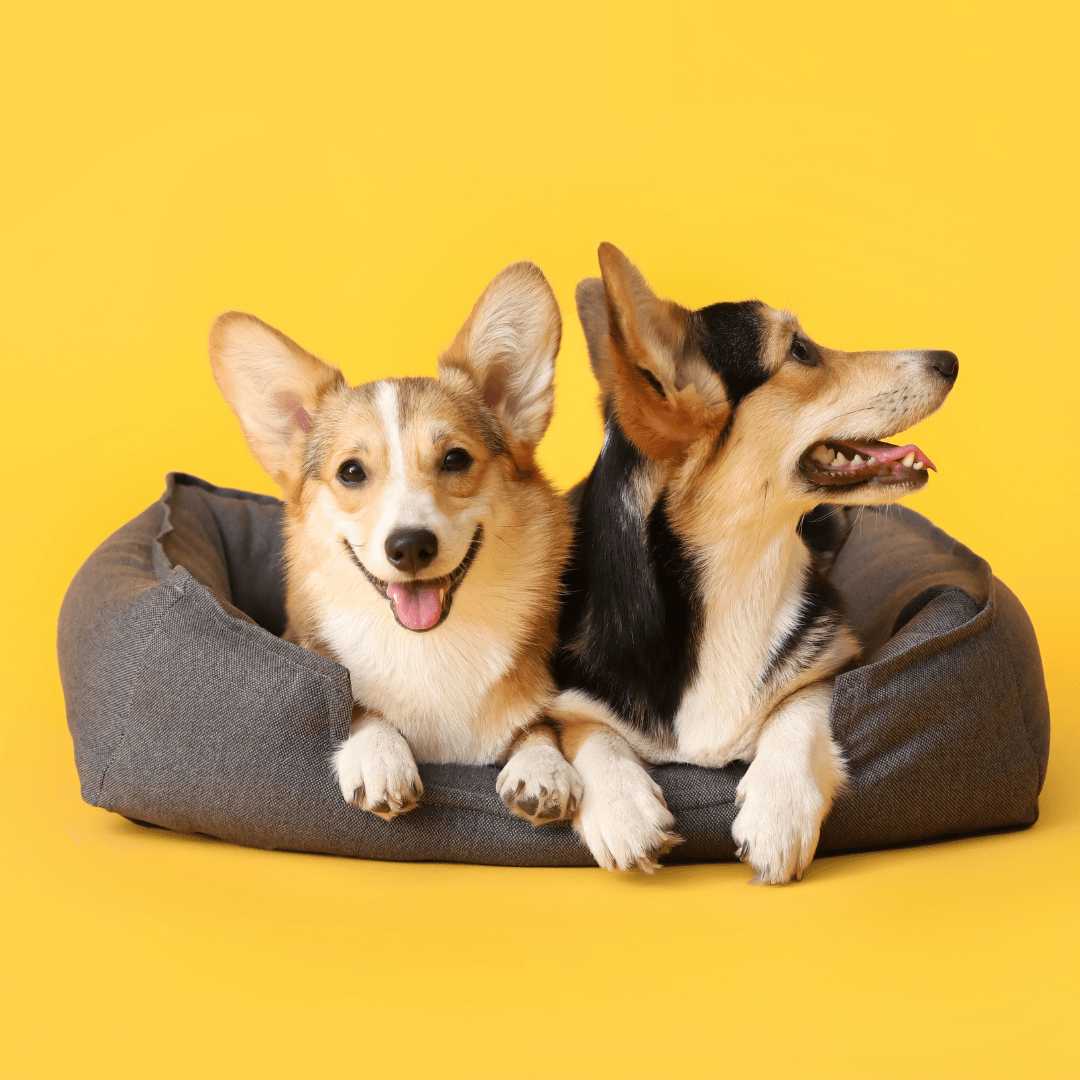 P.L.A.Y. Sustainable Dog Bed