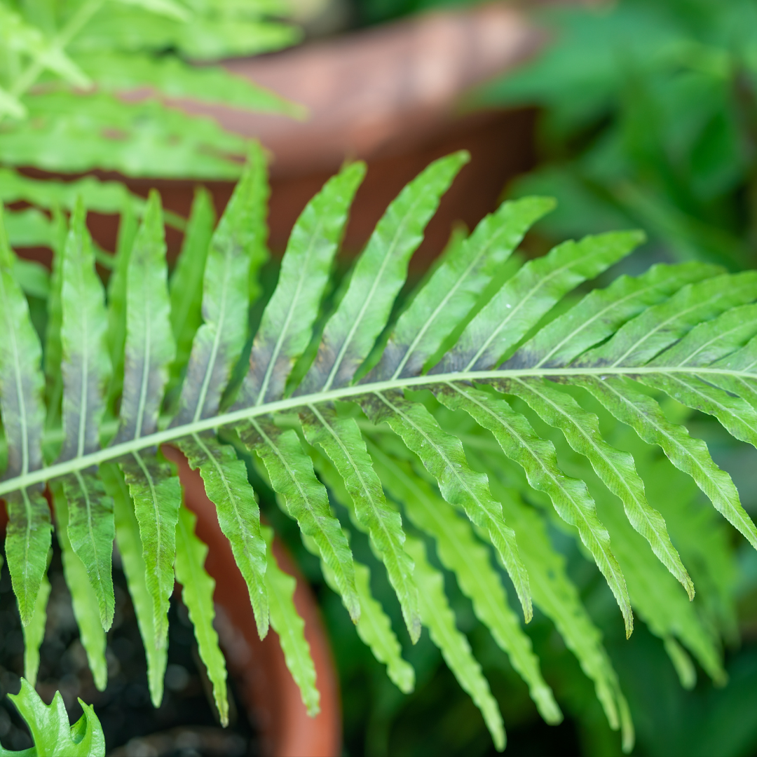 Holly Ferns