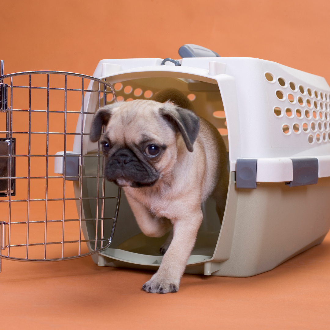 How To Select The Appropriate Crate For Your Dog