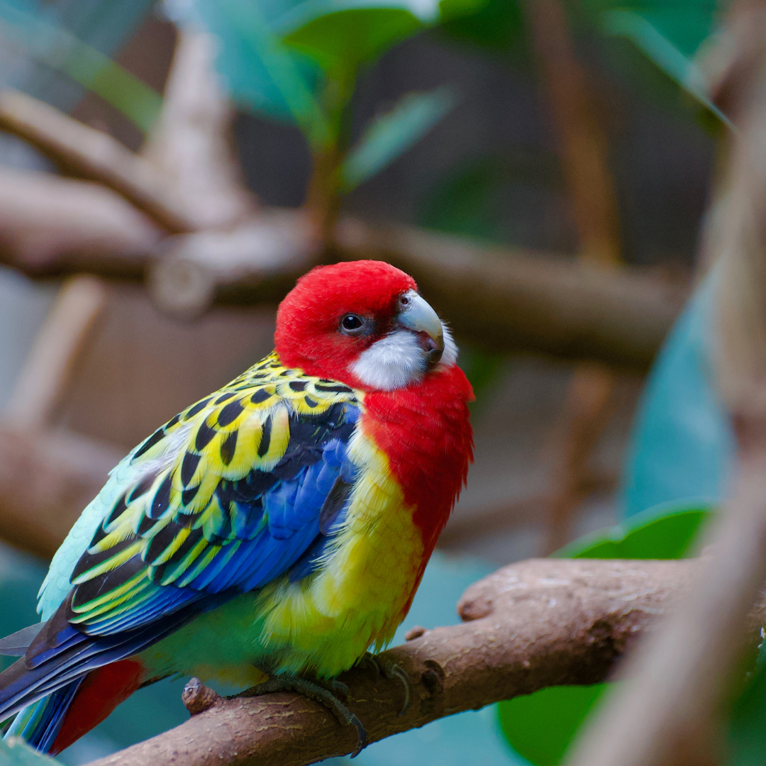 Amazon Rosella 