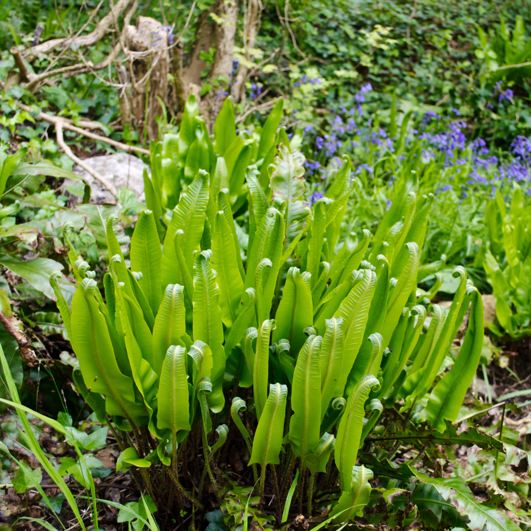 Hart’s Tongue Fern