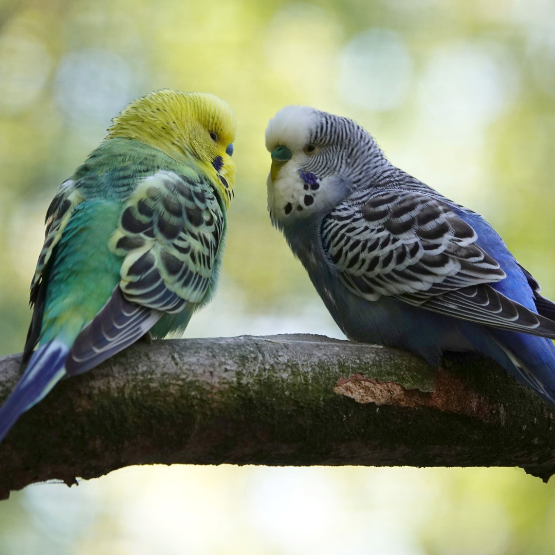 Budgies