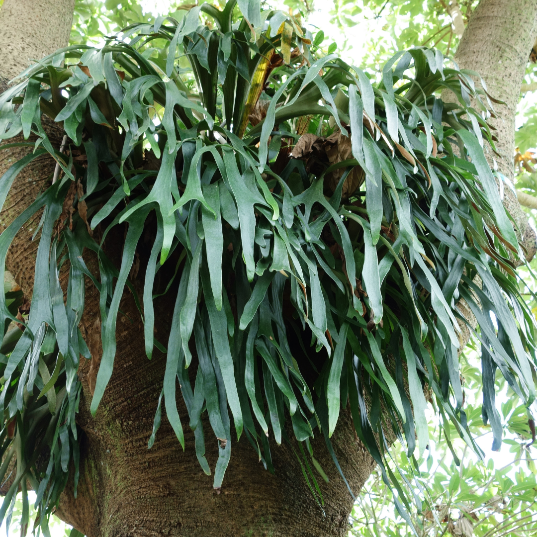 Staghorn Fern