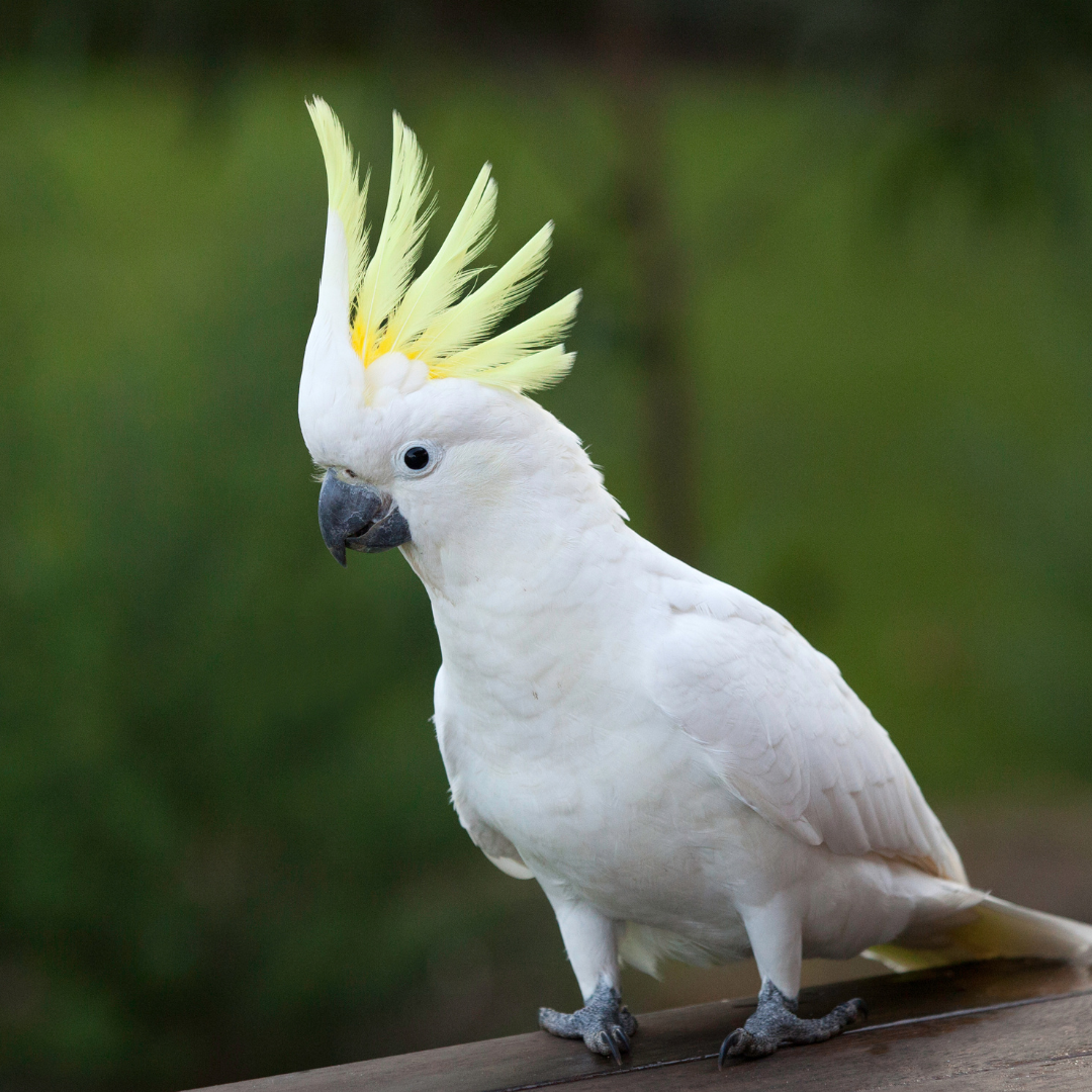 Cockatoo