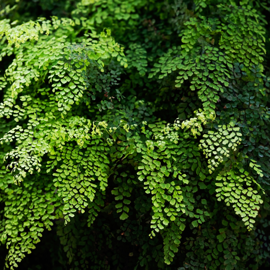 Maidenhair Ferns