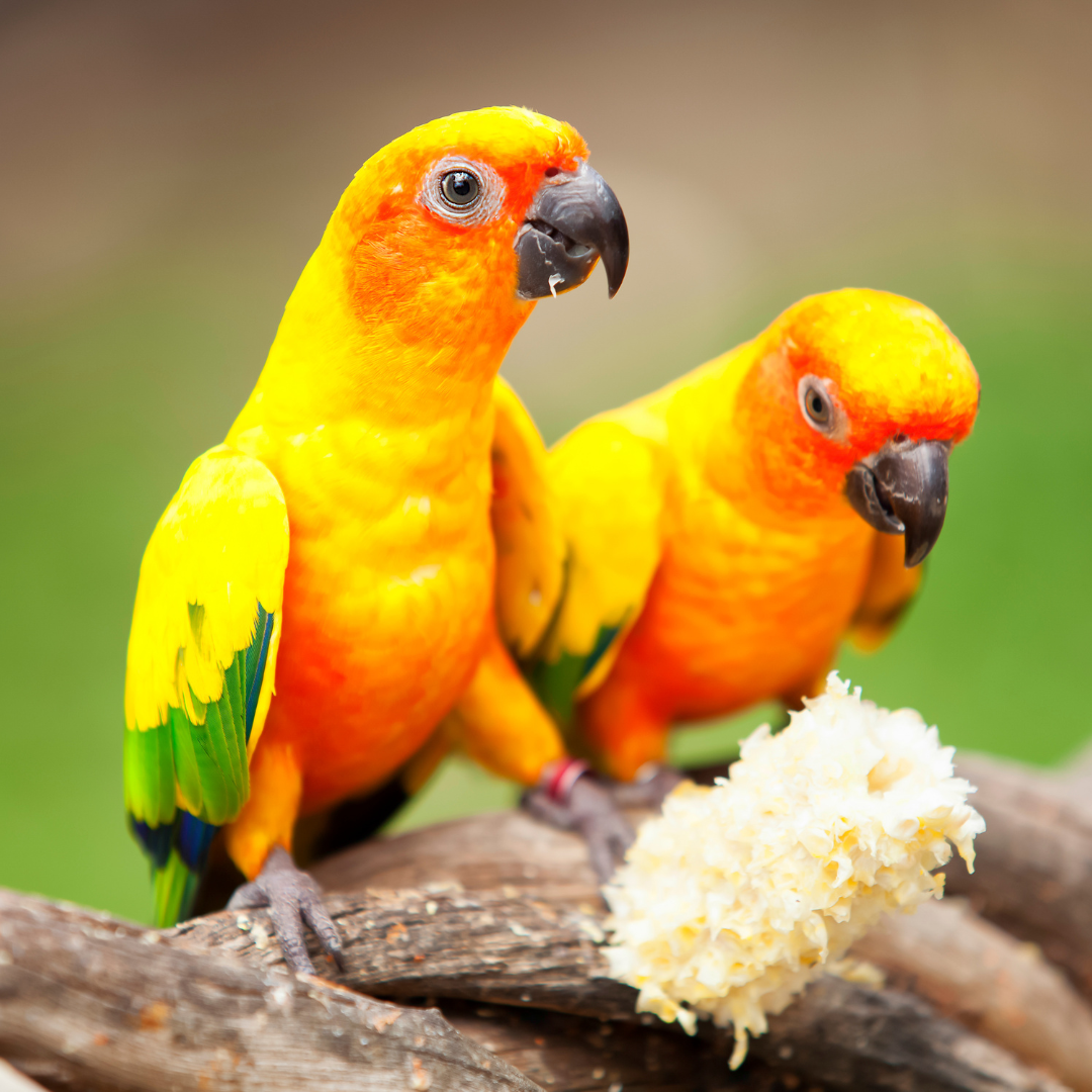 Conures And Caiques
