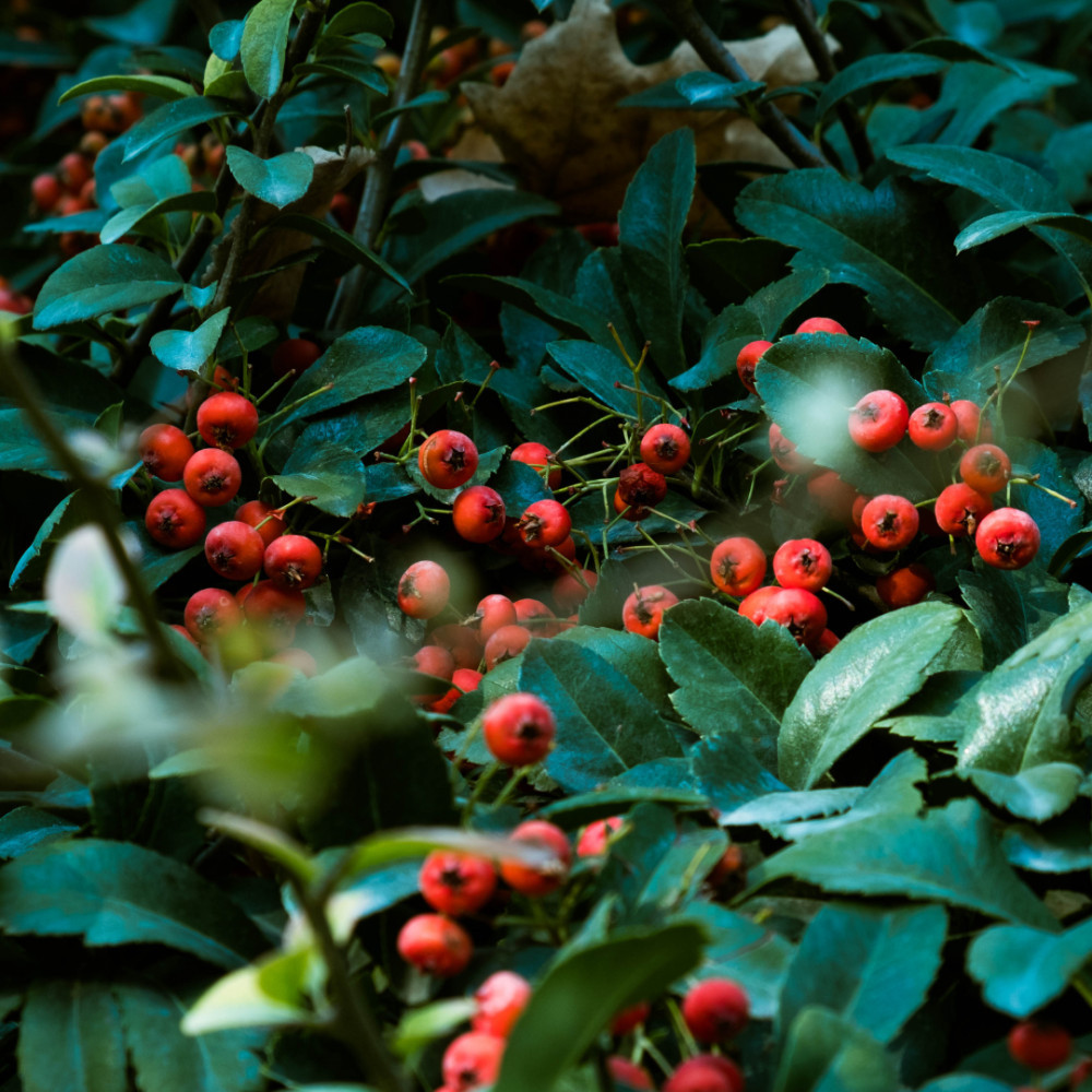Allspice Berries & Leaves
