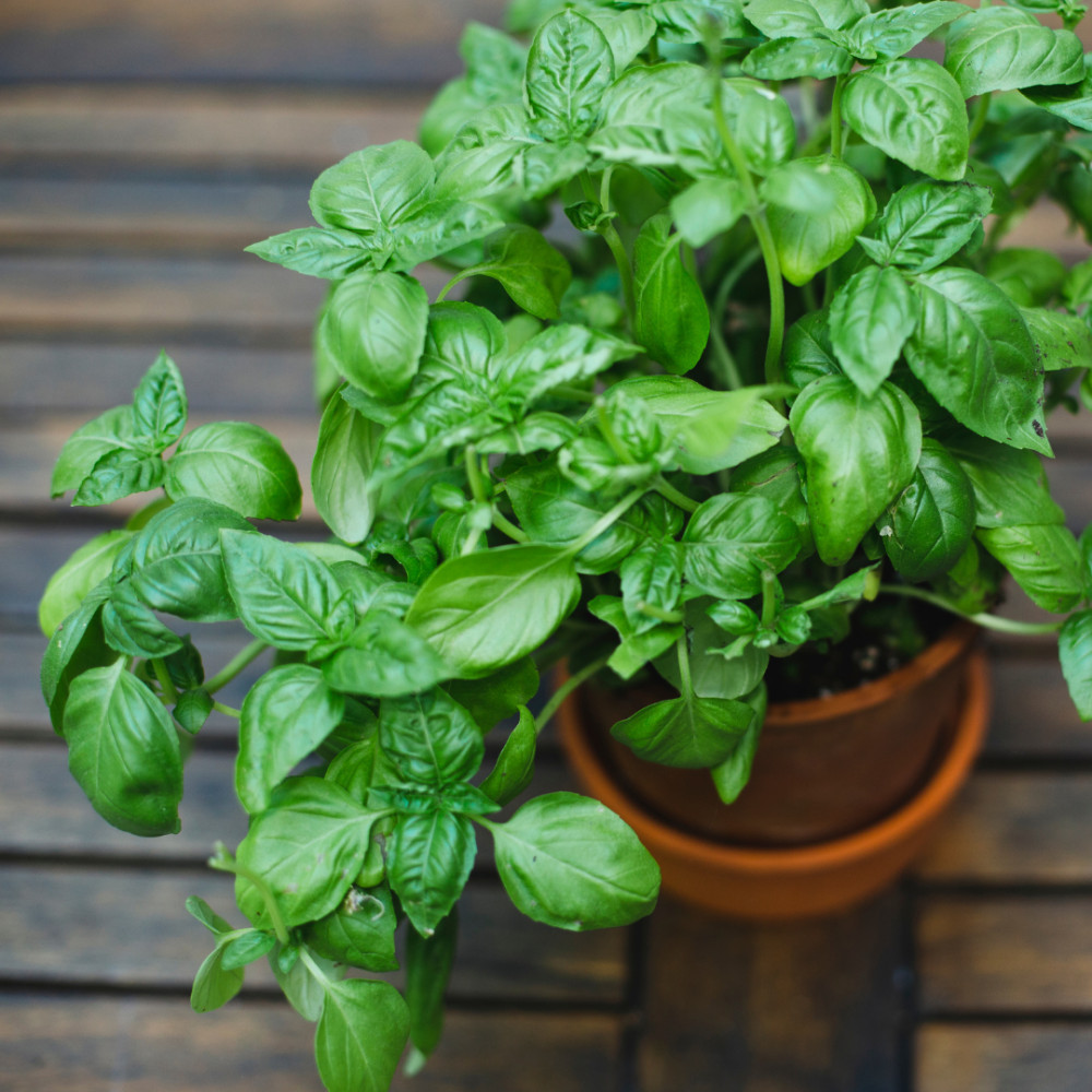 Basil